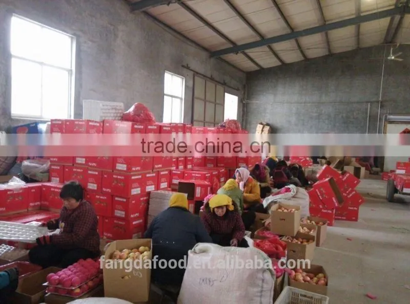 paper bagged qinguan apple