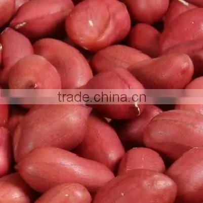 shandong new crop blanched peanut kernels