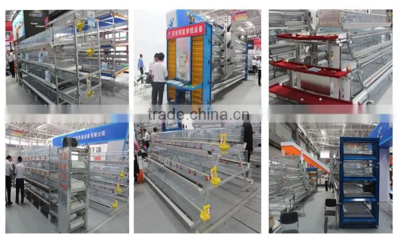 hot galvinized metal poultry chicken cages
