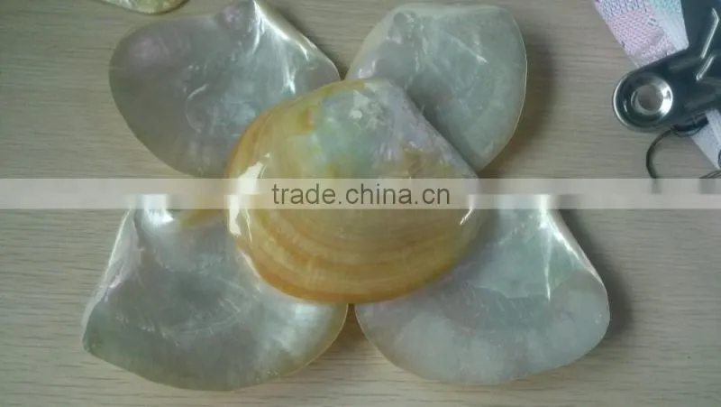 Polished australia abalone seashell paua raw