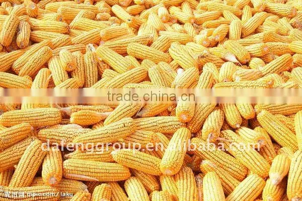 Wheat and Corn combine harvester