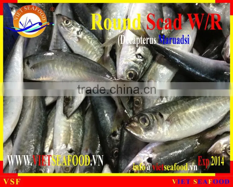 W/R FROZEN ROUND SCAD