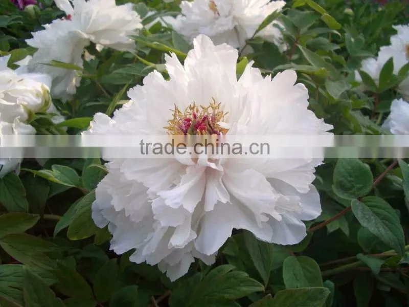 my test Tree Peony Plant Root