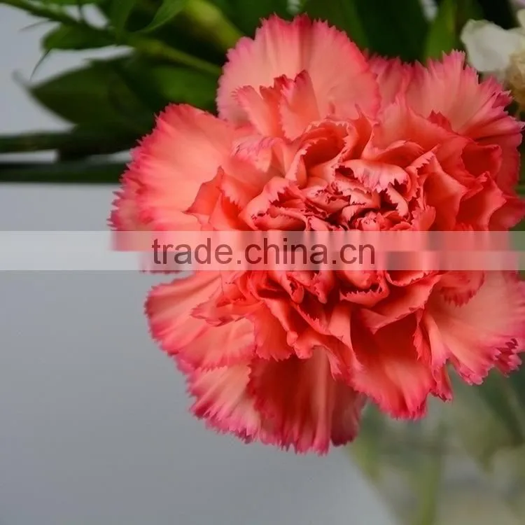 Popular Flame Orange natural cut carnation flowers