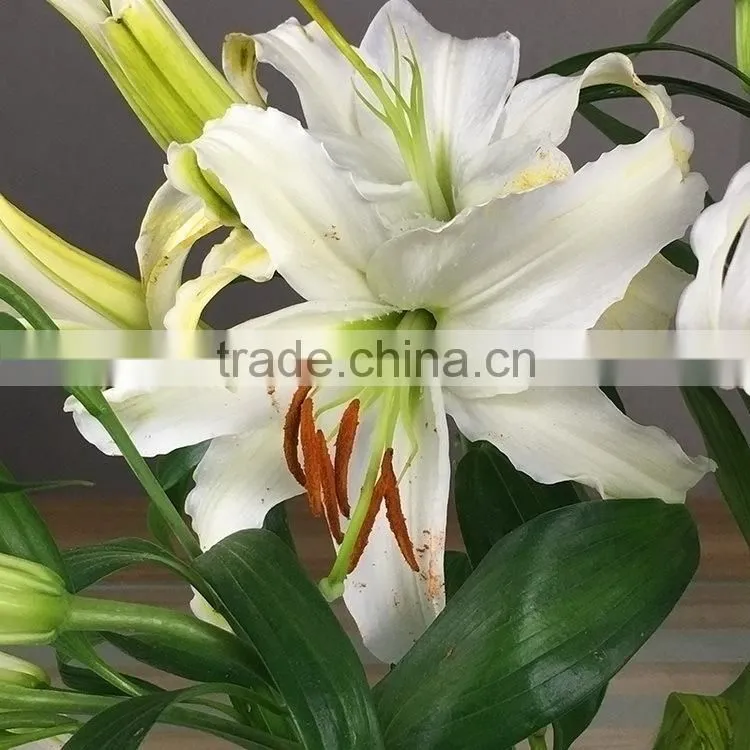 Love theme Siberia kingly white lily flower