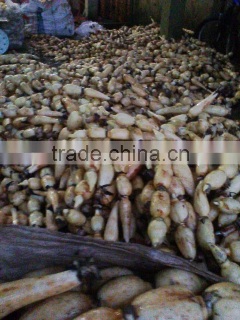 FRESH LOTUS ROOT WITH BEST PRICE AND GOOD QUANLITY