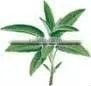 100% Natural Sage Oil