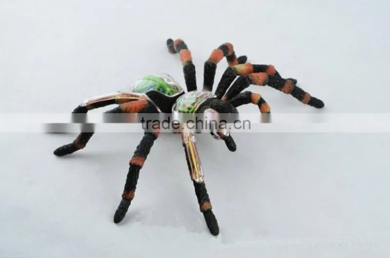 V-AM011 4D MASTER Spider specimen skeleton anatomical model with organ