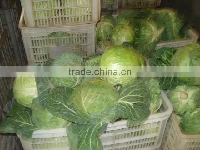 Round Cabbage/Flat Cabbage