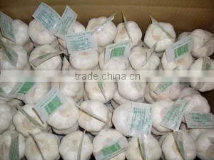 Fresh Garlic