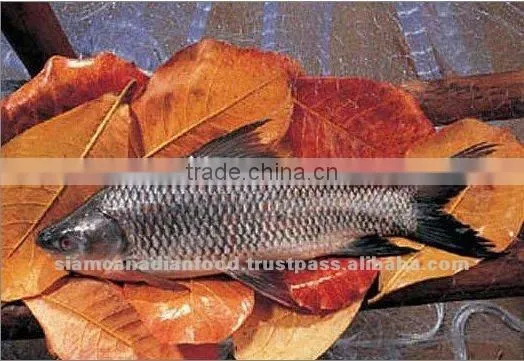High Quality Whole Fresh Water Fish