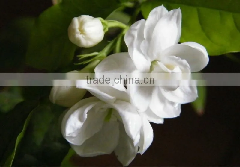 EC150 essential oil equipment on sale