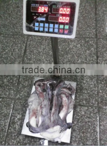 1kg up giant squid tentacle