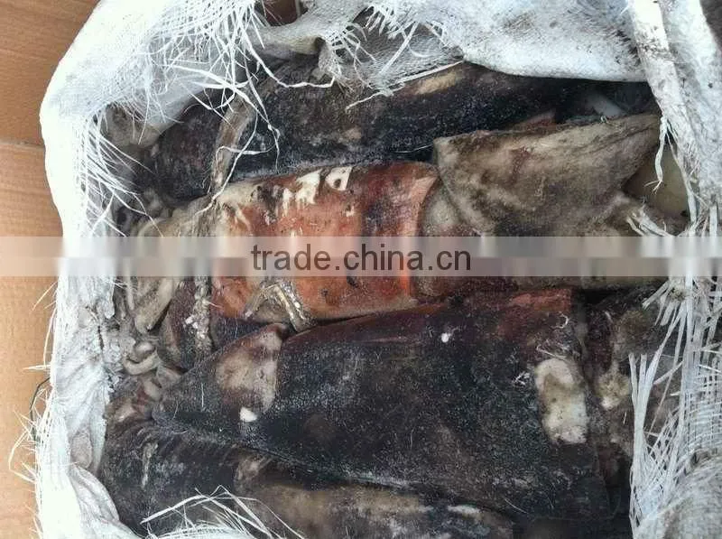 Frozen Peru squid