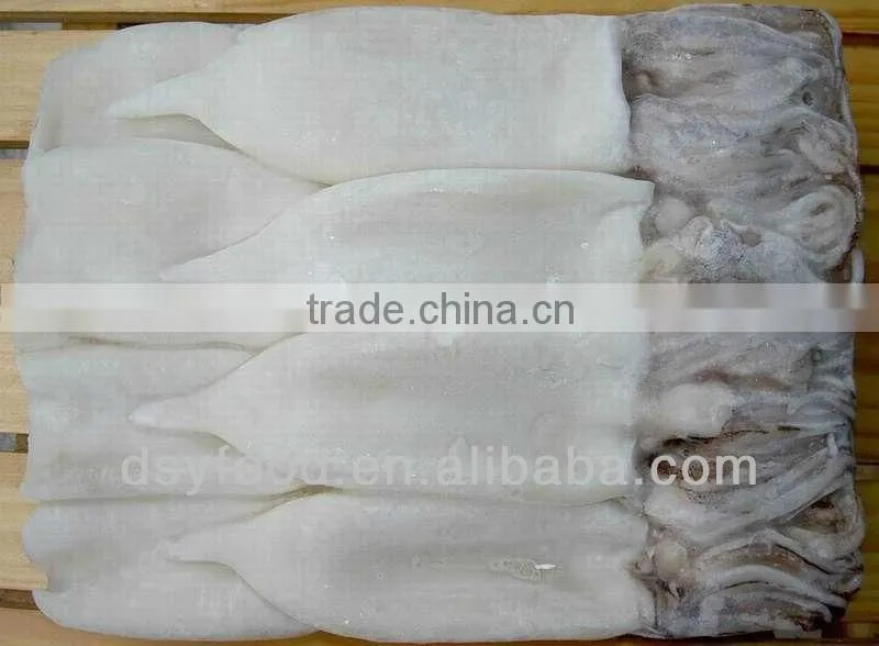 frozen illex squid tube