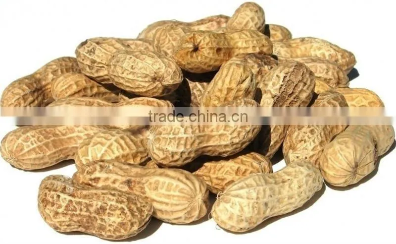 Raw peanuts in shell