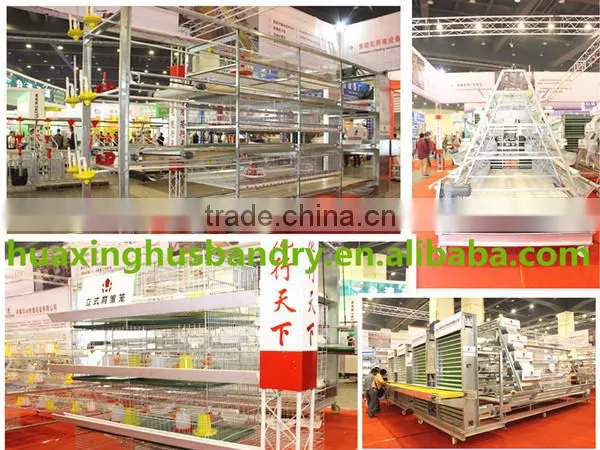 chicken broiler /cock cage with automatic poultry equipment