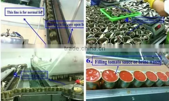 Canned Mackerel fish in Tomato Sauce