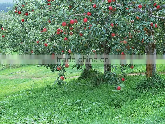 New Qinguan apple