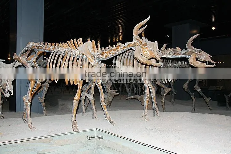 Zigong life size fiberglass animal skeleton