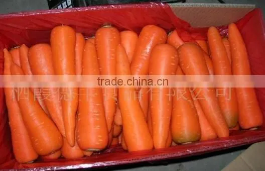 Special container/Reefer/Reefer container/container/transportation to South America