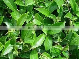 Vietnam GREEN TEA - ORGANIC TEA