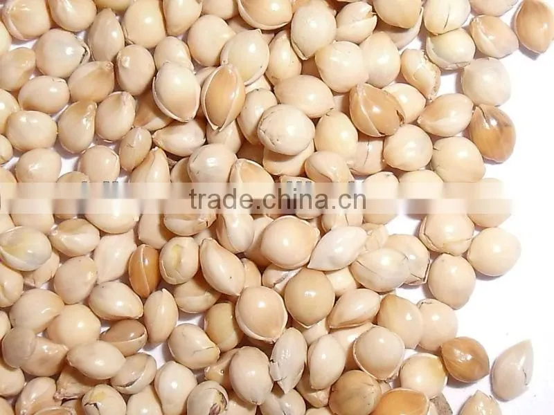 high quality white broomcorn millet (glutinous broom corn/proso millet)