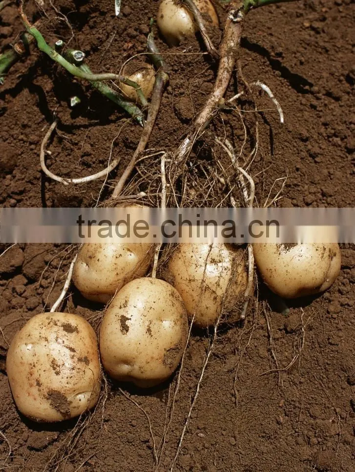 All year round yellow potato fresh purple sweet potato