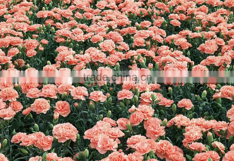 Wholesale Grade A Fresh Roses From India Fresh Rose Petals