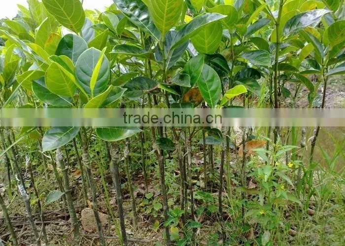 jackfruit trees