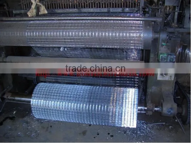 Galvanized Welded wire mesh (Factory)