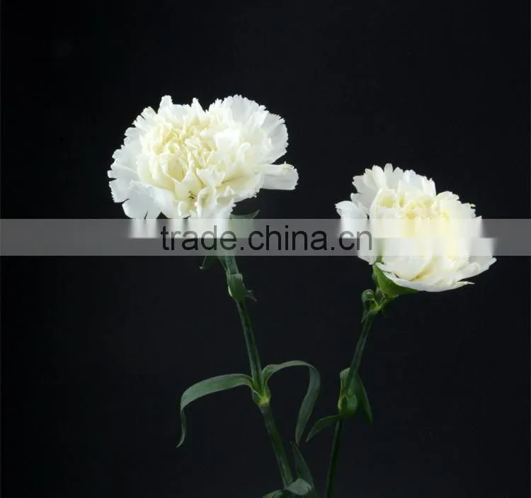 Cheap Snow White fresh cut carnation flowers