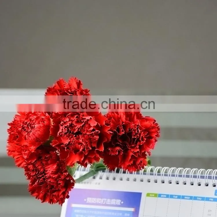 Good quality Mastor red carnation cut flower for wholesale