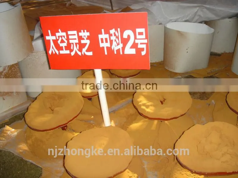 Chinese Organic Natural Herbs Lingzhi P.E. Extract GMP factory