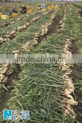 china fresh ginger for sale