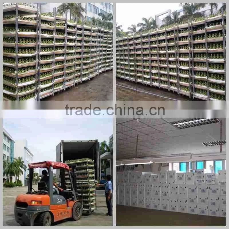 tier step stair lucky bamboo air bonsai tree dracaena sanderiana indoor ornamental aquatic plants nursery garden decoration