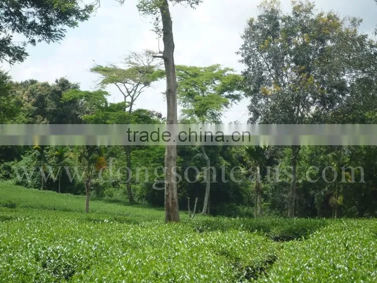 Genuine Vietnam Green tea