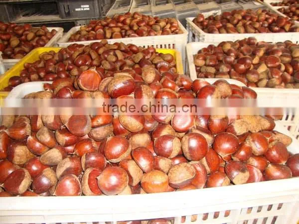 chinese fresh chestnut