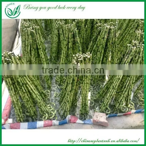 indoor decoration sanderiana dracaena spiral lucky bamboo wholesale