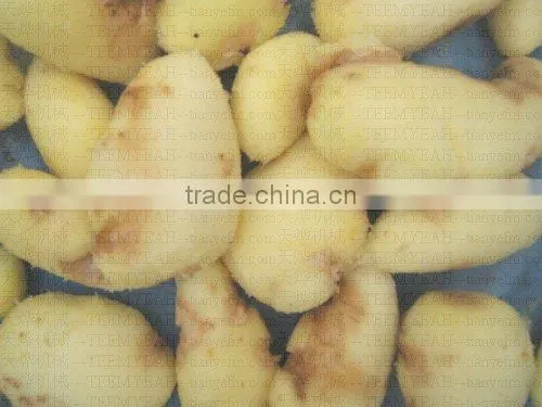 TY-1500A High Quality Radish Washing Machine (Video) Factory