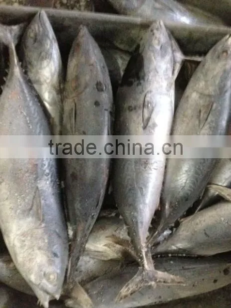 in stock seafrozen bonito tuna fish catch for sale