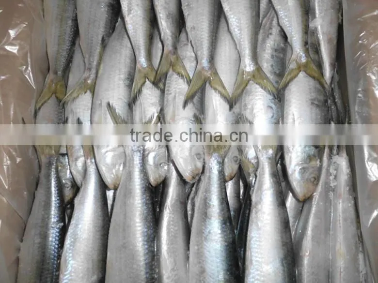 Customized indian sardine for factory use