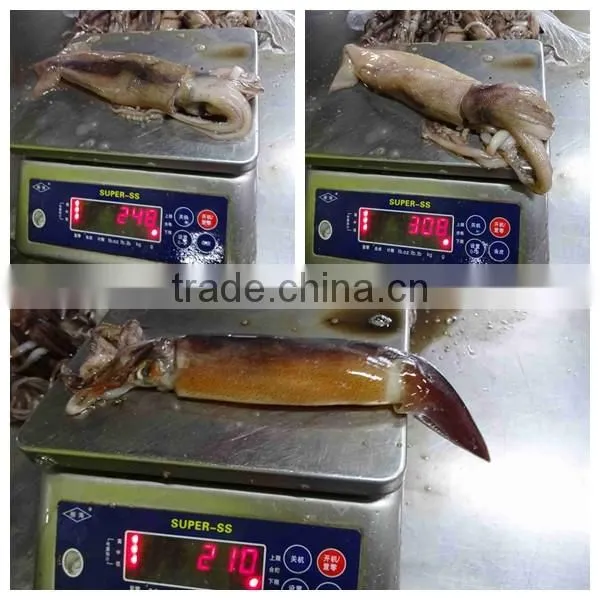 Frozen Illex Argentinus Squid