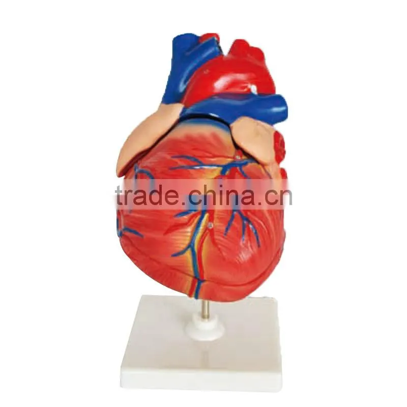 Human Heart Model 3 parts, Anatomical Heart model