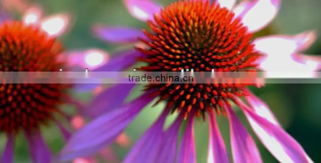 2016 Echinacea root