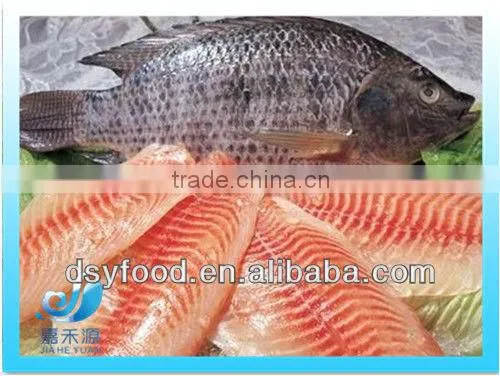 Frozen WR red tilapia