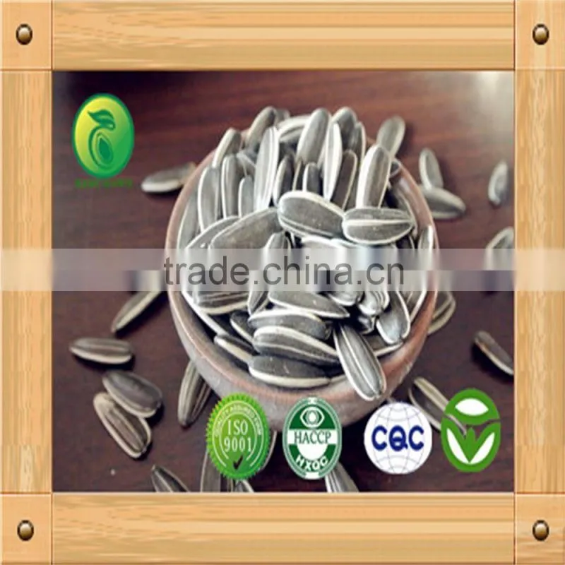 Shine Skin Pumpkin Seeds raw material for roast and salted