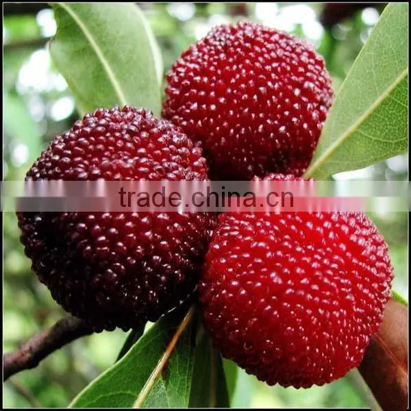 Yang Mei Top Grade Fruit Crops Bayberry Seeds For Sale