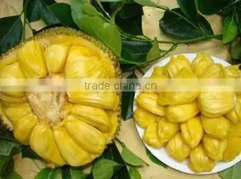 Big friut jackfruit fruit Seeds artocarpus heterophyllus seeds For planting