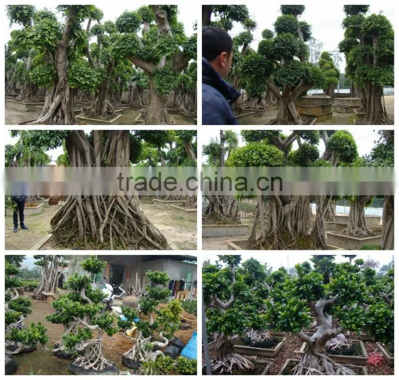 Ficus Microcarpa